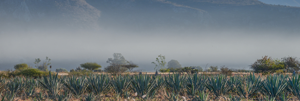 Etape 1 - Distillerie Tequila